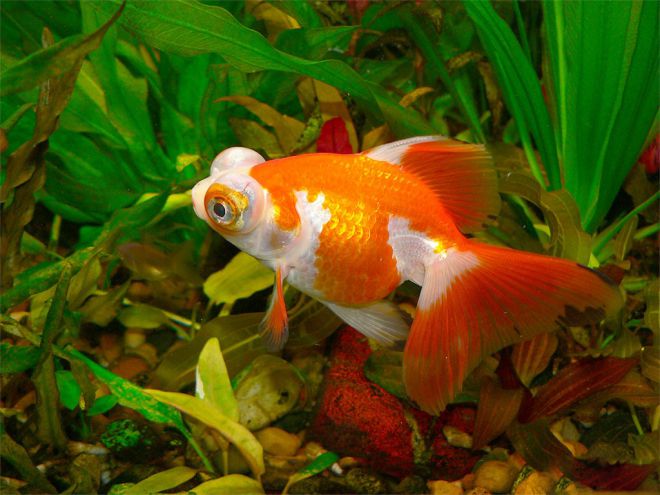 золотая рыбка виды